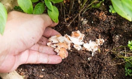 13 Homemade Fertilizers For Your Plants