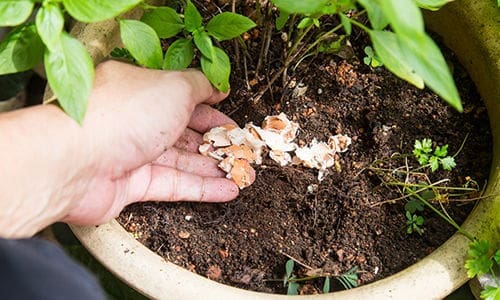 homemade fertilizer