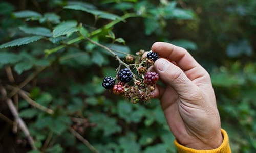 7 Projects That Turn You Into A Self-Sufficient Homesteader