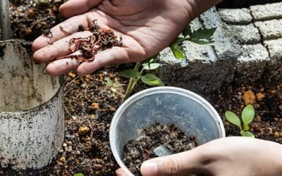 DIY Worm Compost Tower
