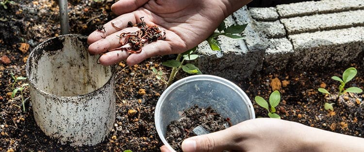 DIY Worm Compost Tower