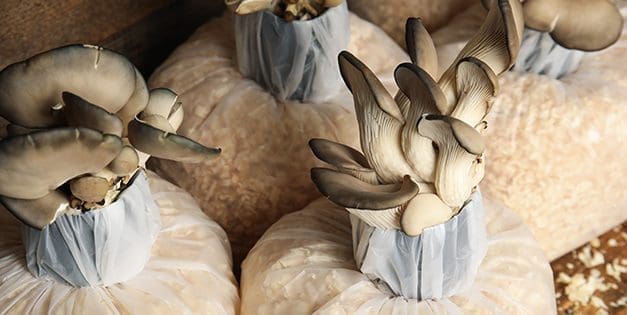 How To Grow Food From Sawdust Blocks