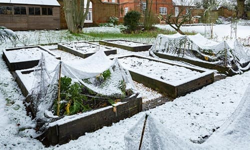 cold weather crops care