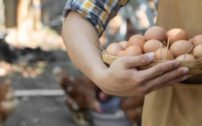 Do This For Your Chickens So They Lay More Eggs