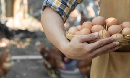 Do This For Your Chickens So They Lay More Eggs