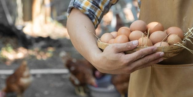 Do This For Your Chickens So They Lay More Eggs