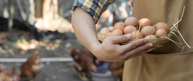 Do This For Your Chickens So They Lay More Eggs