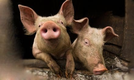 Raising Pigs 101