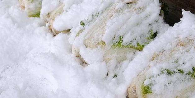 What Happens If You Bury A Cabbage Over Winter?