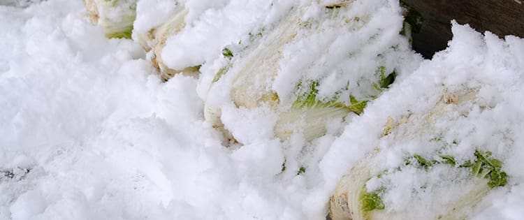 What Happens If You Bury A Cabbage Over Winter?