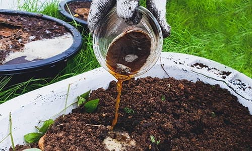 I used beer in my gardening routine