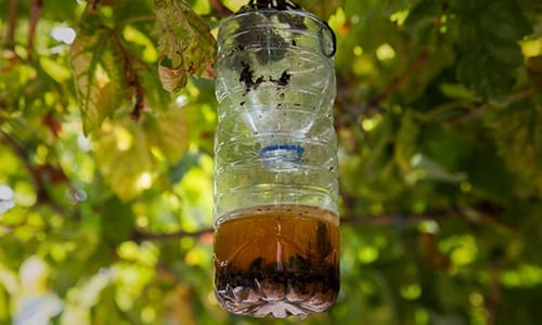 I used beer in my gardening routine