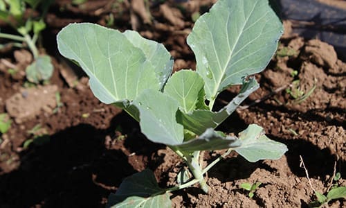 20+ Must-Have Seeds For The Upcoming Crisis_cabbage