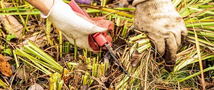 What To Do In Your Garden Right Now