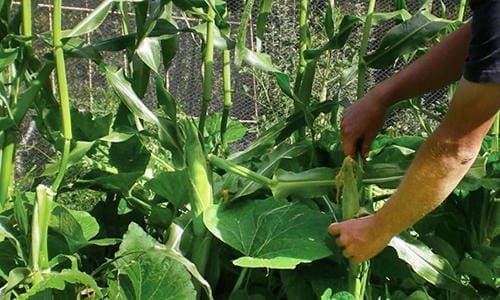 12 Plants You Should Grow Together