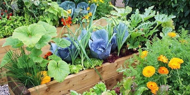 12 Plants You Should Grow Together