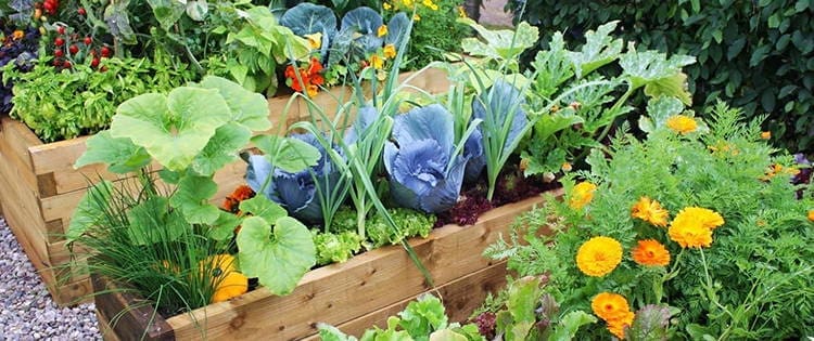 12 Plants You Should Grow Together