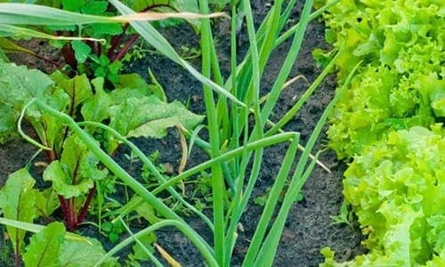 12 Plants You Should Grow Together