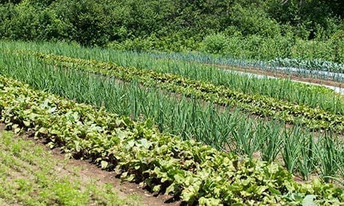 12 Plants You Should Grow Together