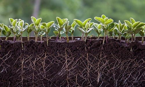 12 Plants You Should Grow Together