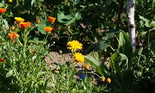 12 Plants You Should Grow Together