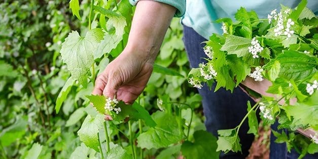 Survival Foods You Need To Forage This Spring