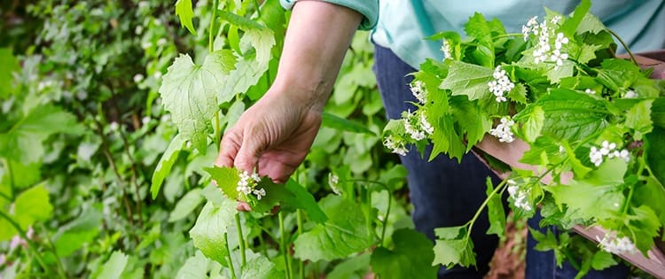 Survival Foods You Need To Forage This Spring