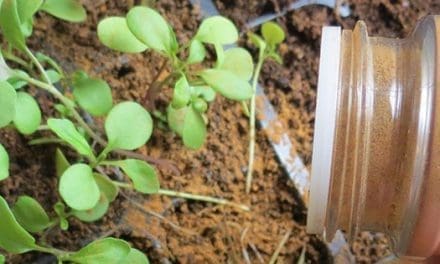 What Happens If You Sprinkle Cinnamon In Your Garden