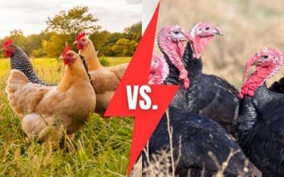 Chickens vs Turkeys