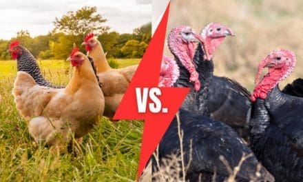 Chickens vs Turkeys