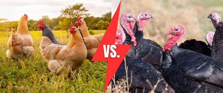 Chickens vs Turkeys