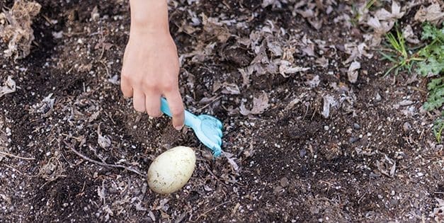 What Happens If You Plant An Egg In Your Garden