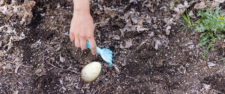 What Happens If You Plant An Egg In Your Garden