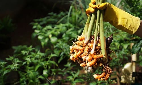 the superplant for your backyard