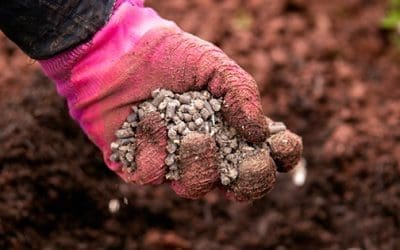 What Happens If You Bury These In Your Garden