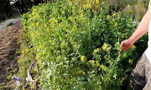 things to bury in your garden