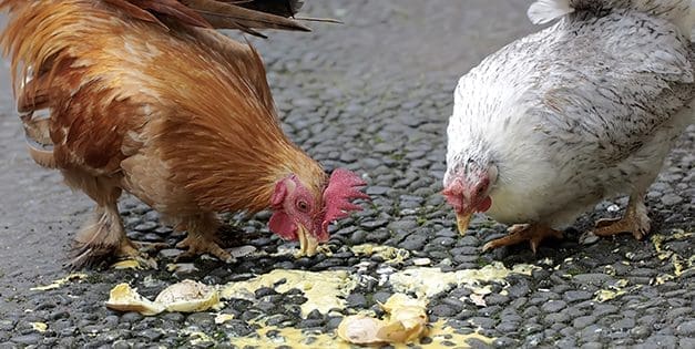 Why Are My Chickens Eating Their Own Eggs?