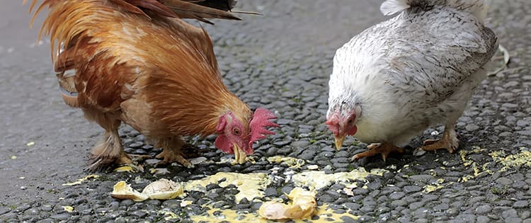 Why Are My Chickens Eating Their Own Eggs?