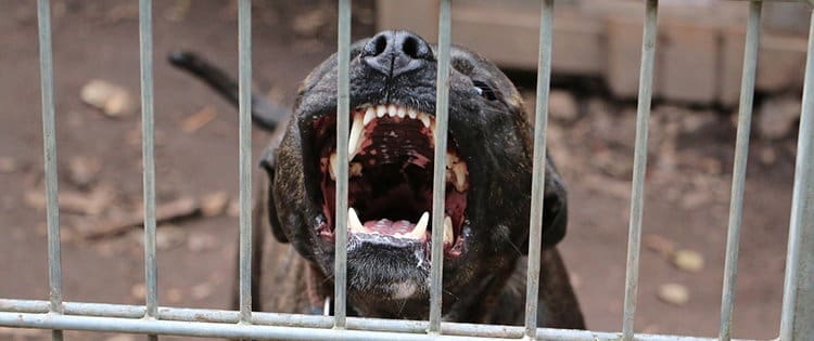 Security Dogs You Should Never Have On Your Property