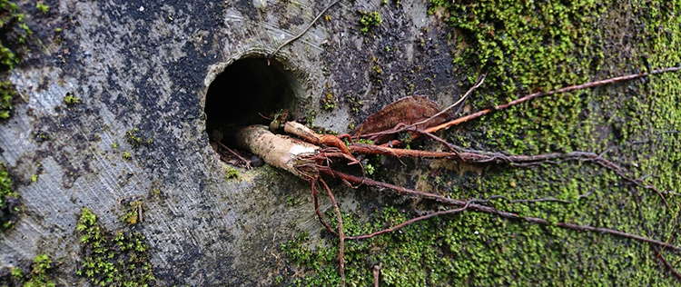 You Should Never Plant This Near Your House