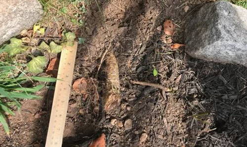 You Should Never Plant This Near Your House