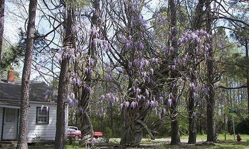 You Should Never Plant This Near Your House