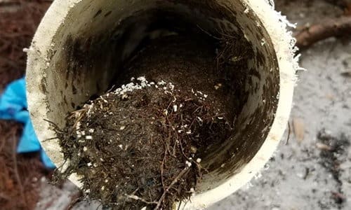 You Should Never Plant This Near Your House