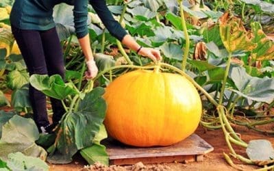 10 Giant Edible Crops You Can Grow