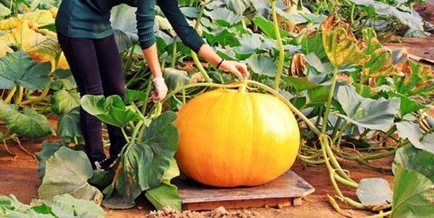 10 Giant Edible Crops You Can Grow