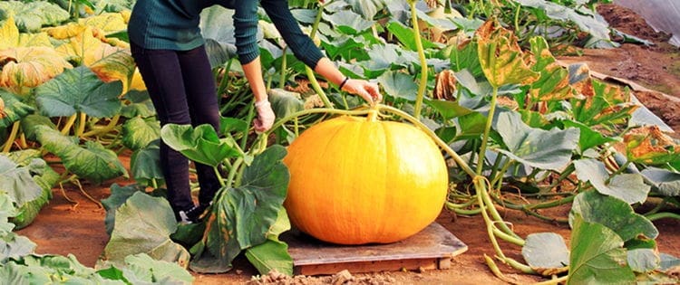 10 Giant Edible Crops You Can Grow