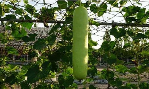 10 giant edible crops you can grow