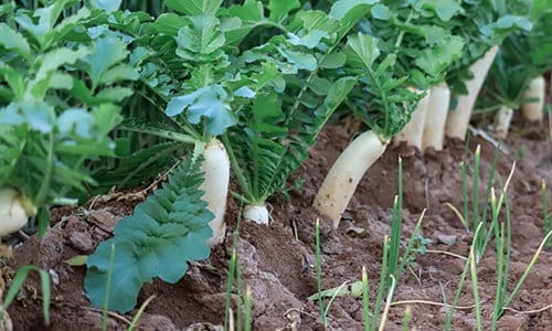 10 giant edible crops you can grow