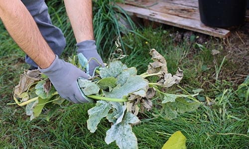 avoid composting these items