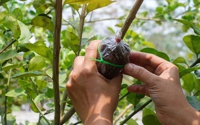 How To Graft Your Fruit Trees This Spring